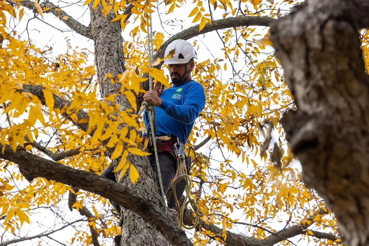 Skilled Storm Damage Cleanup crew working in Hurley