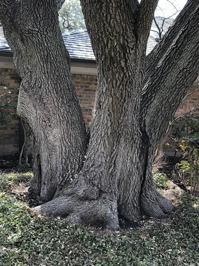 Mature heritage tree close to a Hurley property cared for by certified arborists